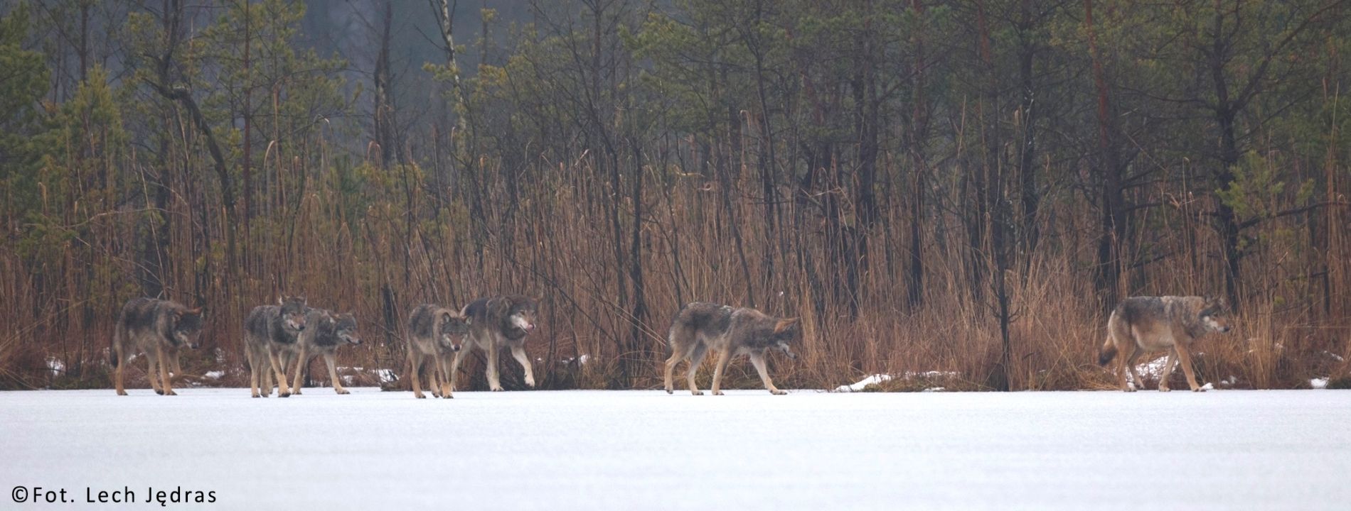 po sąsiedzku z wilkami